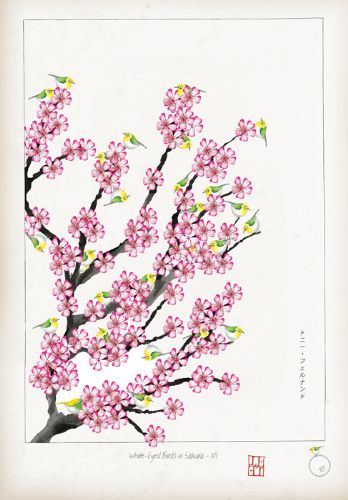 XII - White Eyed Birds in Sakura by Tony Fernandes